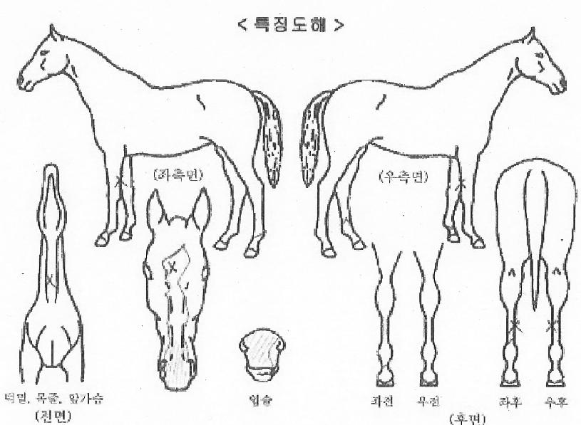´©¸®Á¦¿ÕÀÇ Ãø¸é,¿ì¸é,µÞ¸é,µÎ»ó,´Ù¸®ÀÇ Æ¯Â¡µµÇØ