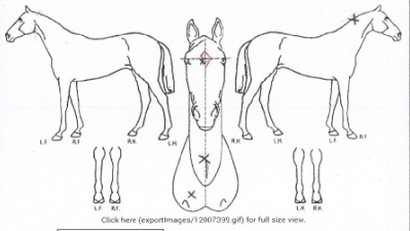 ¾Ë½º¸¶Æ¼ÆÒÃ÷ÀÇ Ãø¸é,¿ì¸é,µÞ¸é,µÎ»ó,´Ù¸®ÀÇ Æ¯Â¡µµÇØ