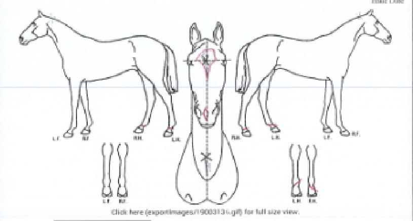 Äí¸£ºÎ¾ÆÁö¿¡ÀÇ Ãø¸é,¿ì¸é,µÞ¸é,µÎ»ó,´Ù¸®ÀÇ Æ¯Â¡µµÇØ