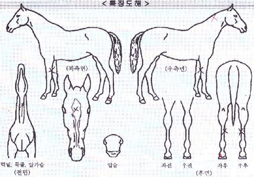 ��Ÿ������ ����,���,�޸�,�λ�,�ٸ��� Ư¡����