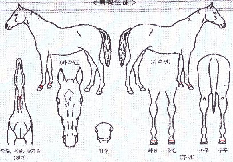 �׹̽��� ����,���,�޸�,�λ�,�ٸ��� Ư¡����