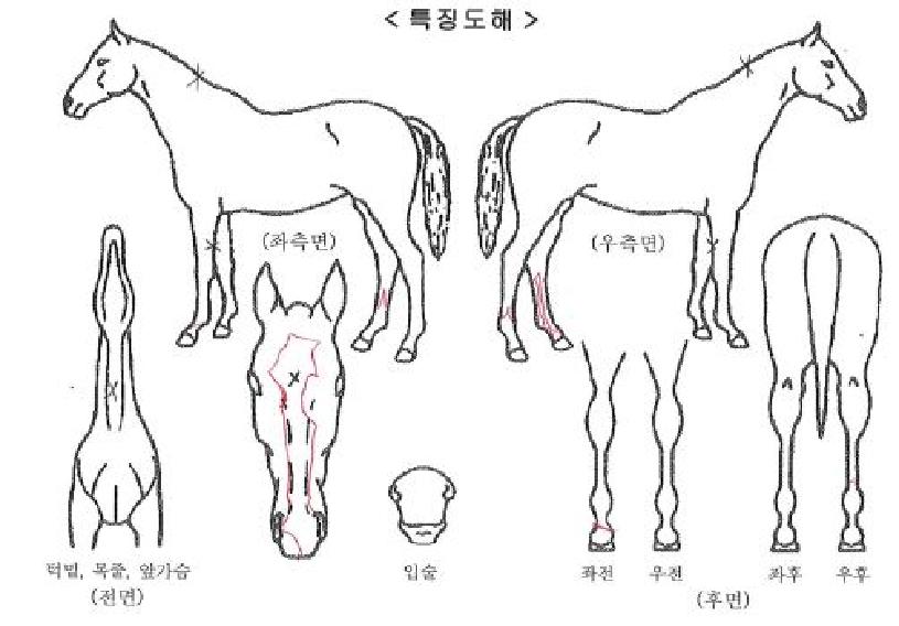 �̽�Ƽ�̼��ڸ��� ����,���,�޸�,�λ�,�ٸ��� Ư¡����