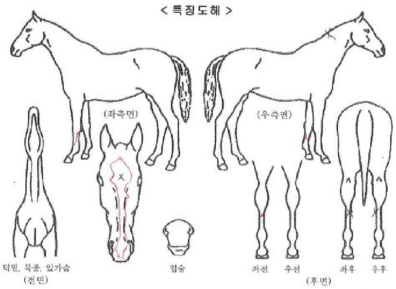 ŵ�����ڸ��� ����,���,�޸�,�λ�,�ٸ��� Ư¡����