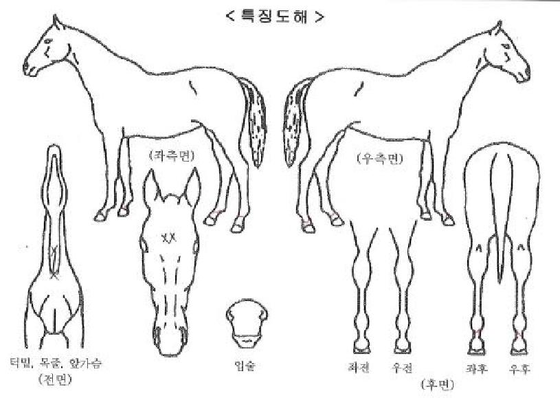 �ҿ��н�Ʈ�� ����,���,�޸�,�λ�,�ٸ��� Ư¡����