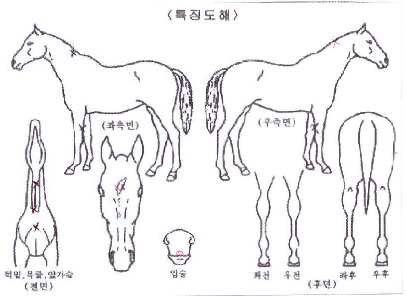 ³ÍÆÛ·¹ÀÏÀÇ Ãø¸é,¿ì¸é,µÞ¸é,µÎ»ó,´Ù¸®ÀÇ Æ¯Â¡µµÇØ