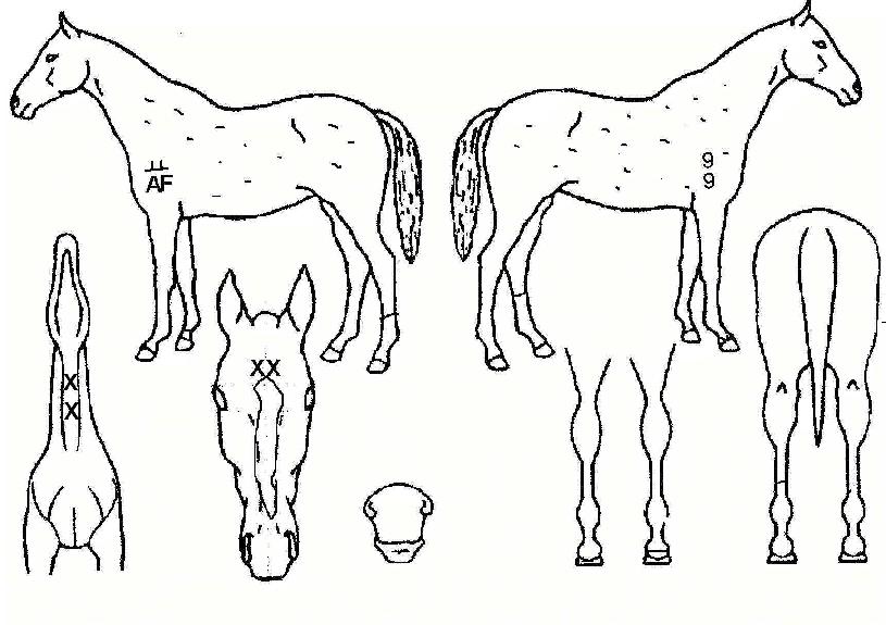 ¸¶À½ÀÇ Ãø¸é,¿ì¸é,µÞ¸é,µÎ»ó,´Ù¸®ÀÇ Æ¯Â¡µµÇØ