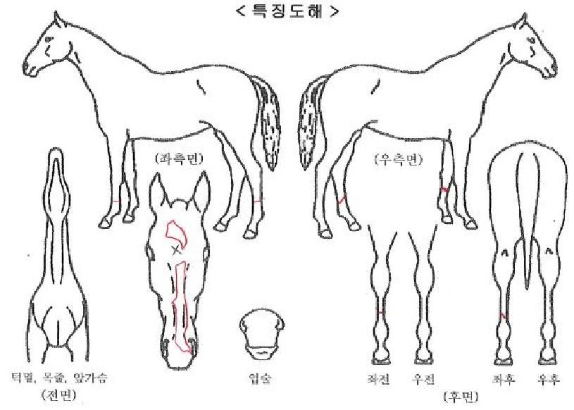 ���ǰ����ڸ��� ����,���,�޸�,�λ�,�ٸ��� Ư¡����