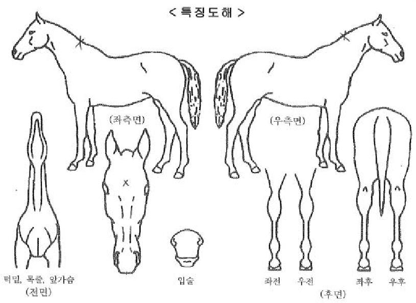 ������������ ����,���,�޸�,�λ�,�ٸ��� Ư¡����