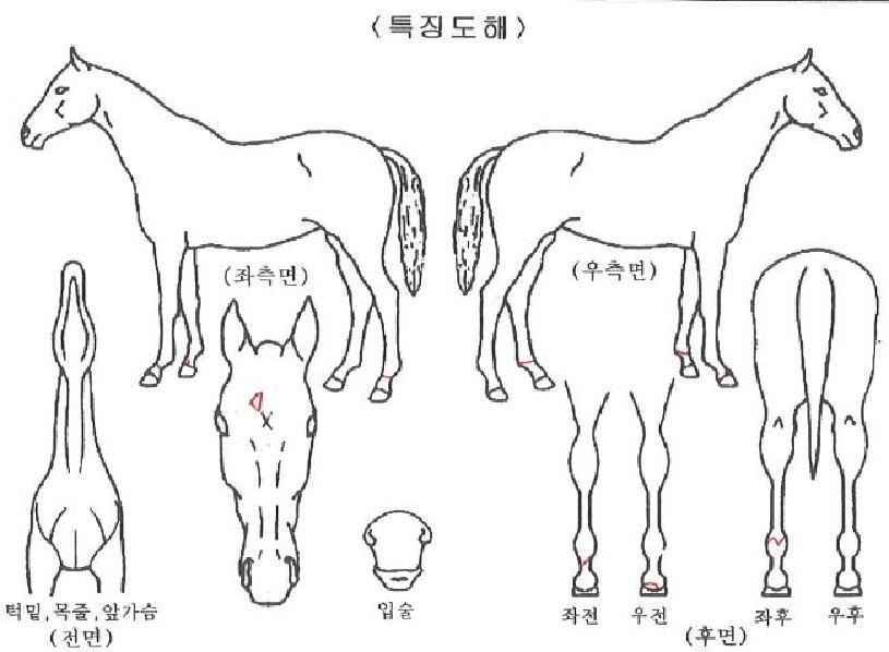 ����Ÿ��Ʋ�� ����,���,�޸�,�λ�,�ٸ��� Ư¡����