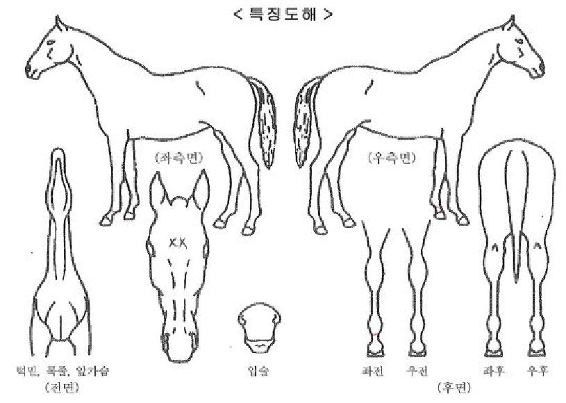 ���Ӵ����� ����,���,�޸�,�λ�,�ٸ��� Ư¡����