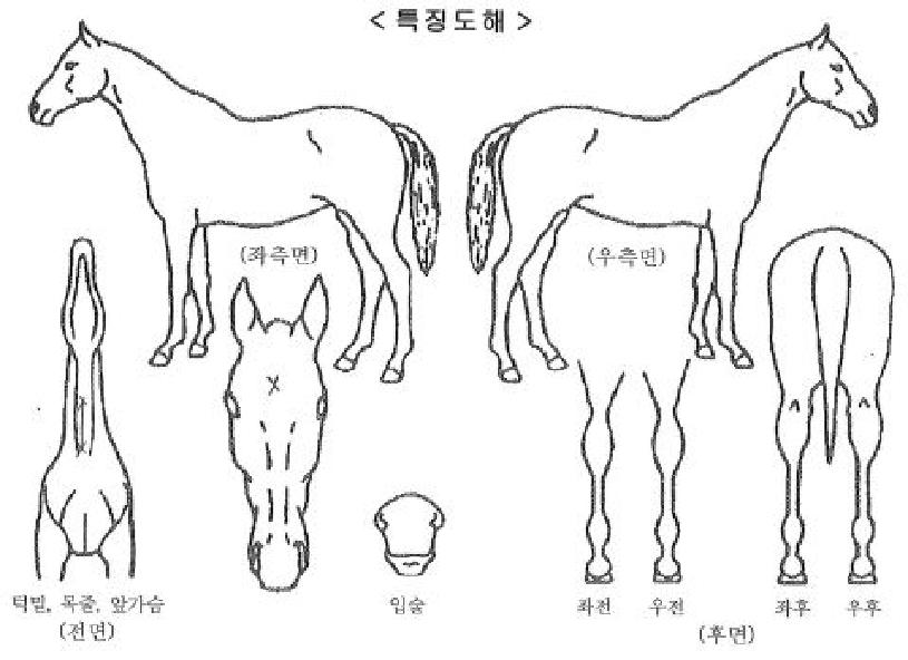 ��Ÿ��ƽ�׸��� ����,���,�޸�,�λ�,�ٸ��� Ư¡����