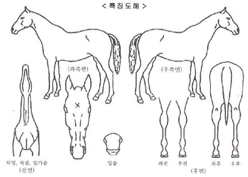 ������������ ����,���,�޸�,�λ�,�ٸ��� Ư¡����