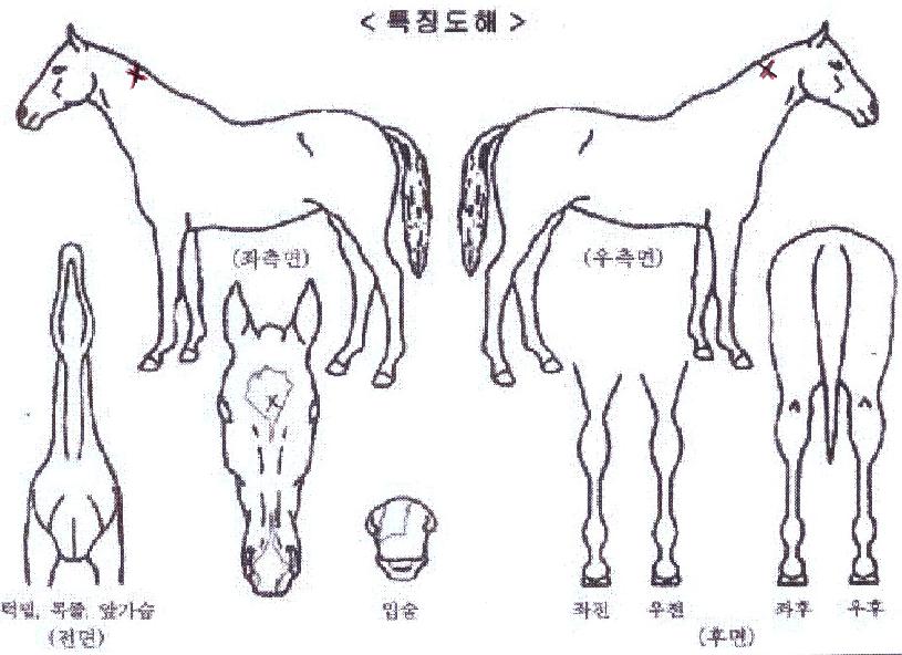 º°ºû¼Ò³ªÅ¸ÀÇ Ãø¸é,¿ì¸é,µÞ¸é,µÎ»ó,´Ù¸®ÀÇ Æ¯Â¡µµÇØ