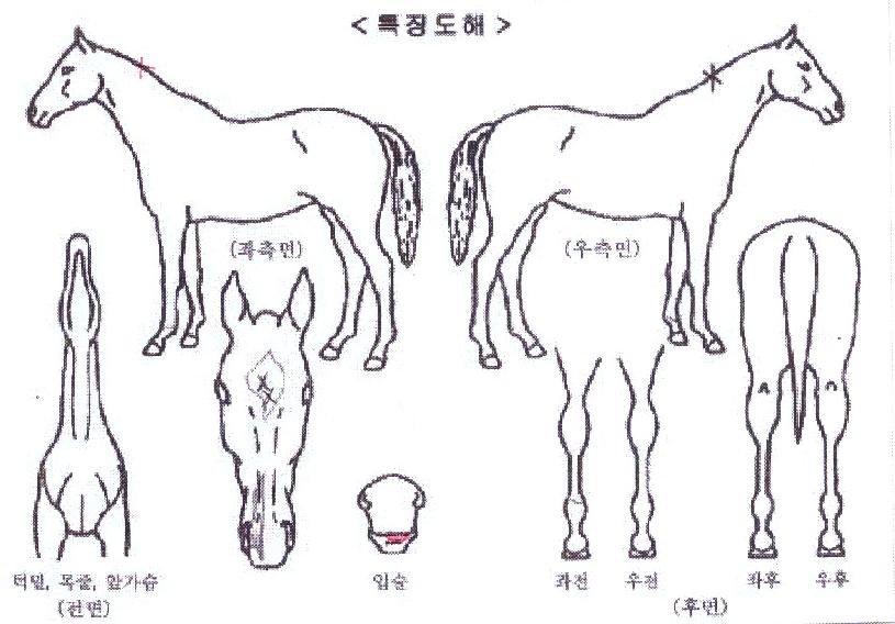»çÀÏ·±Æ®ÇåÅÍÀÇ Ãø¸é,¿ì¸é,µÞ¸é,µÎ»ó,´Ù¸®ÀÇ Æ¯Â¡µµÇØ