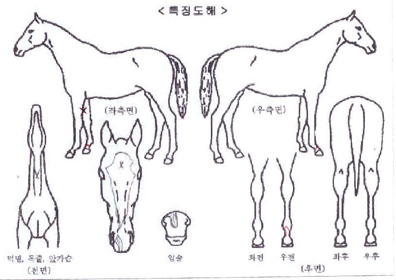 ���ִ����� ����,���,�޸�,�λ�,�ٸ��� Ư¡����