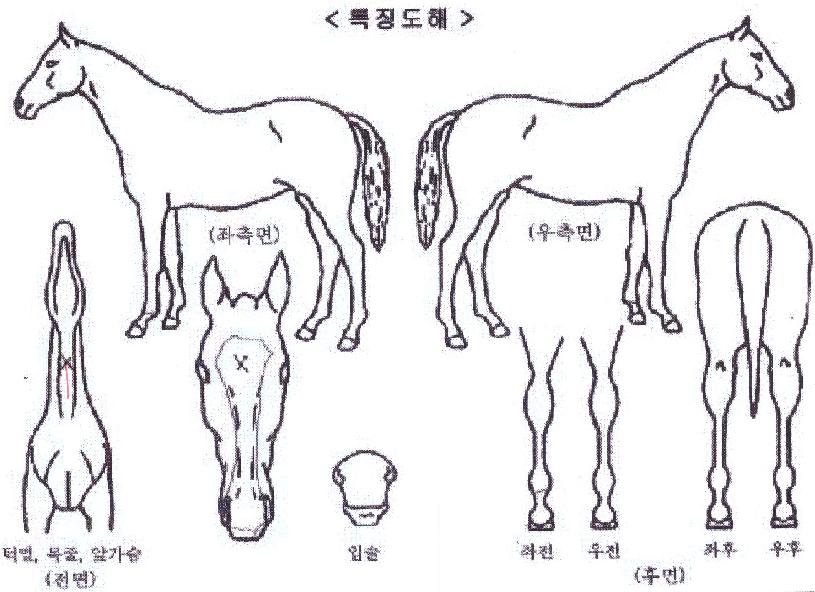 �򵵸�Ƽ�� ����,���,�޸�,�λ�,�ٸ��� Ư¡����