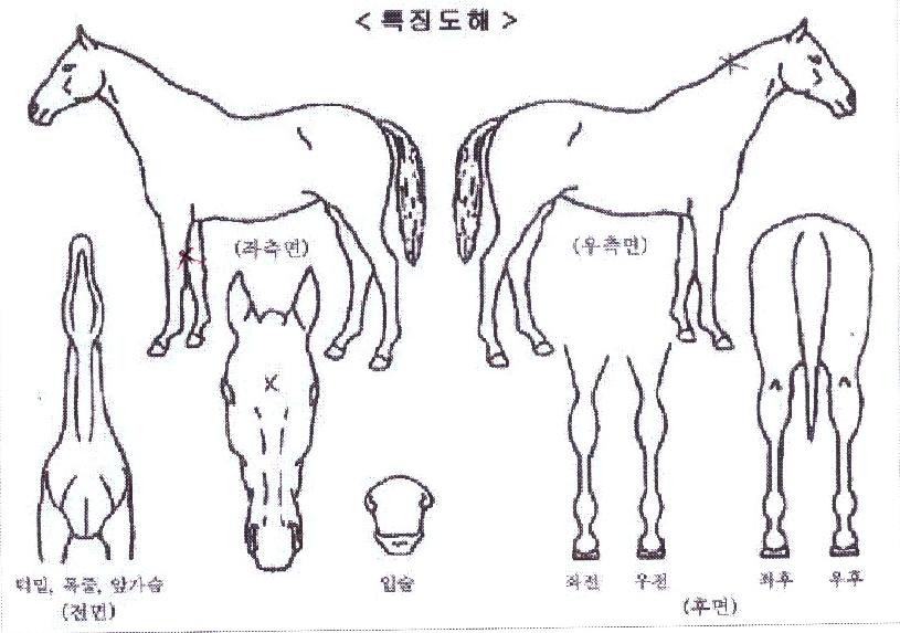 À§´ëÇÑÇÏÆ®ÀÇ Ãø¸é,¿ì¸é,µÞ¸é,µÎ»ó,´Ù¸®ÀÇ Æ¯Â¡µµÇØ