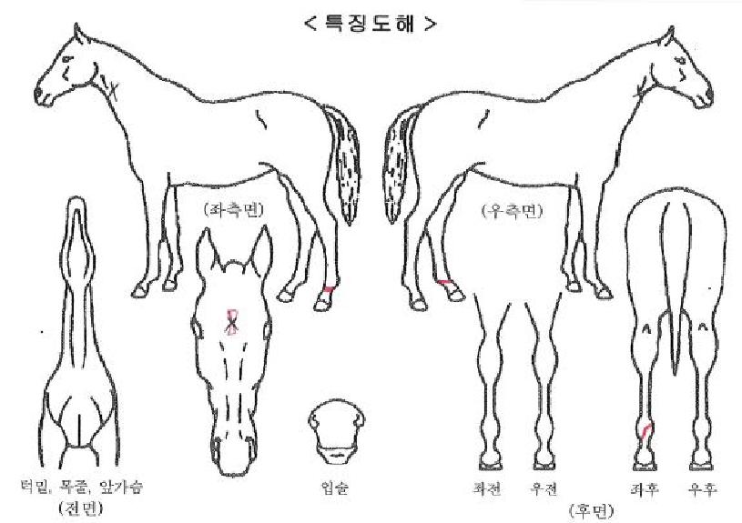 ������ ����,���,�޸�,�λ�,�ٸ��� Ư¡����