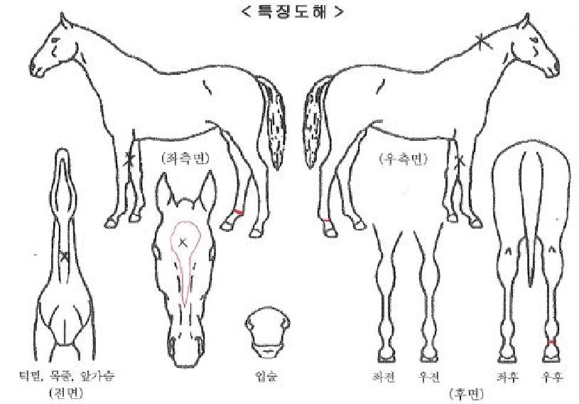 �ְ������� ����,���,�޸�,�λ�,�ٸ��� Ư¡����