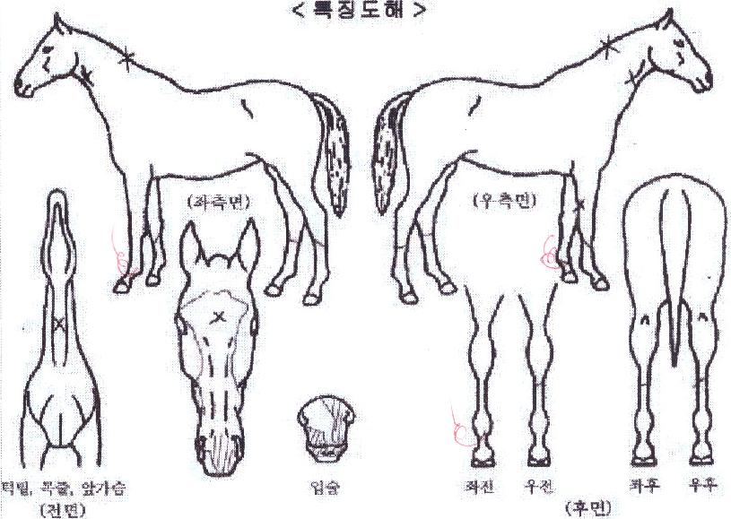 �ݾƾƮ�� ����,���,�޸�,�λ�,�ٸ��� Ư¡����