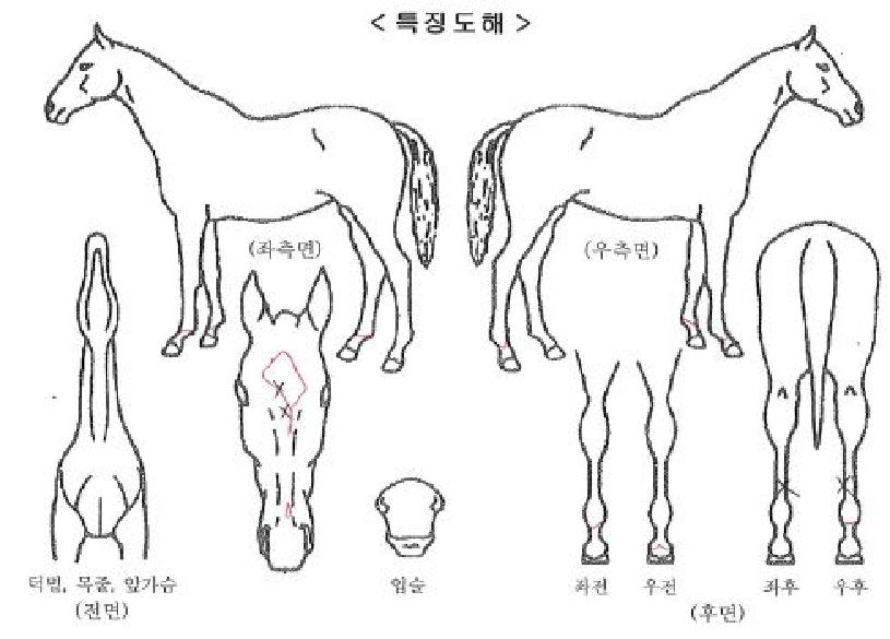 �����������ڸ��� ����,���,�޸�,�λ�,�ٸ��� Ư¡����