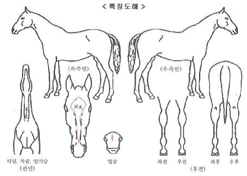 ������Ʈ�� ����,���,�޸�,�λ�,�ٸ��� Ư¡����