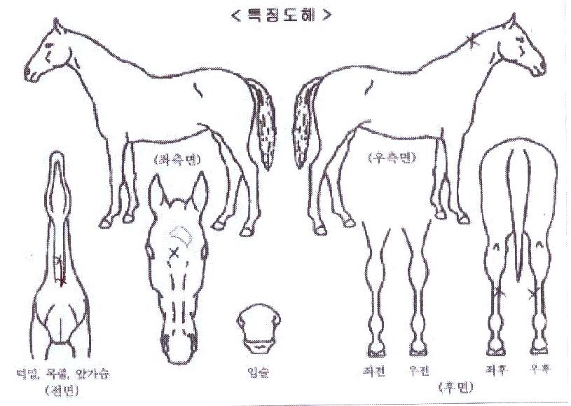 �������������� ����,���,�޸�,�λ�,�ٸ��� Ư¡����