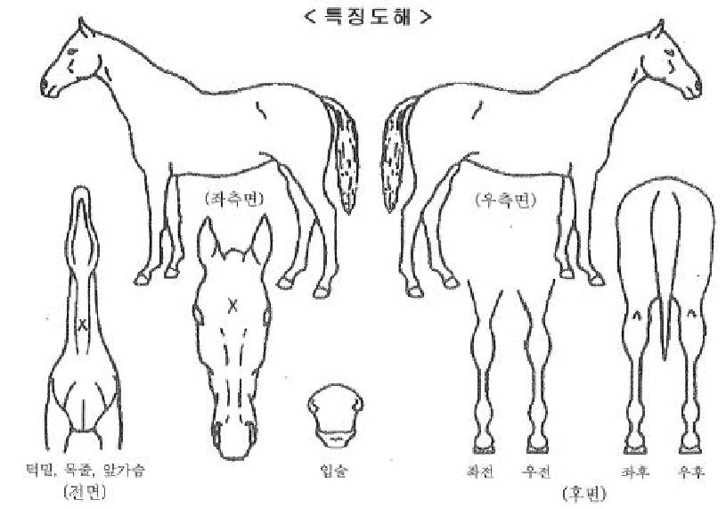 �ָ�����ڸ��� ����,���,�޸�,�λ�,�ٸ��� Ư¡����