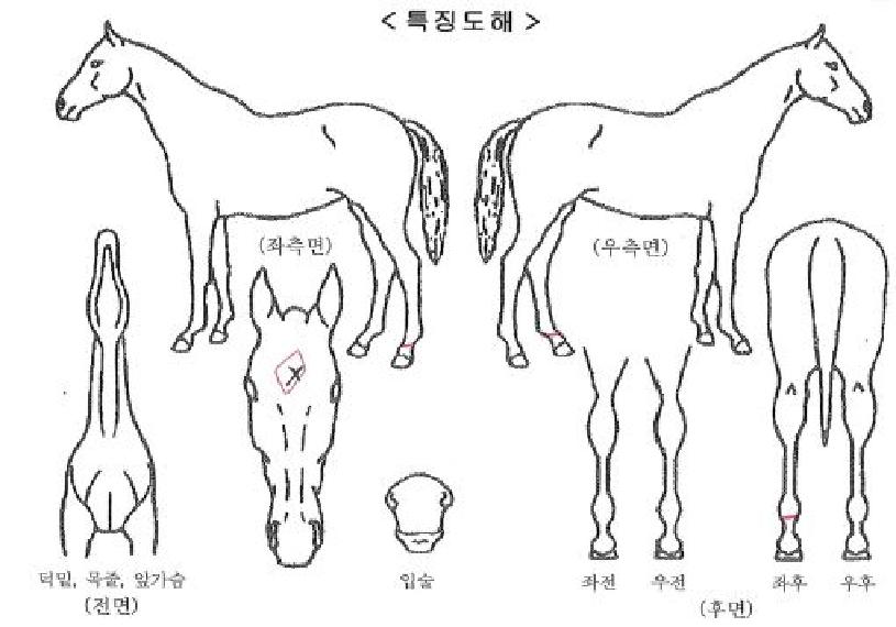 ��������Ʈ�� ����,���,�޸�,�λ�,�ٸ��� Ư¡����