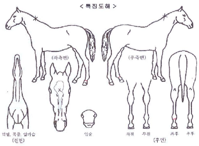 �Ŀ�Ÿ�̰��� ����,���,�޸�,�λ�,�ٸ��� Ư¡����