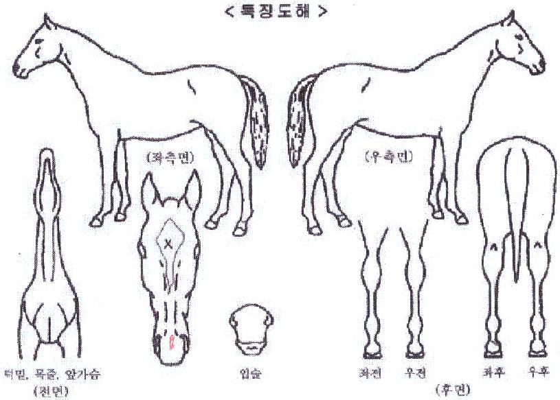 À§³ÊÄÅÀÇ Ãø¸é,¿ì¸é,µÞ¸é,µÎ»ó,´Ù¸®ÀÇ Æ¯Â¡µµÇØ