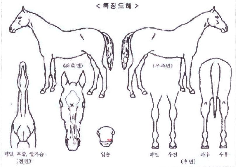 ½ºÅÚ½ºÅ·¸ÇÀÇ Ãø¸é,¿ì¸é,µÞ¸é,µÎ»ó,´Ù¸®ÀÇ Æ¯Â¡µµÇØ