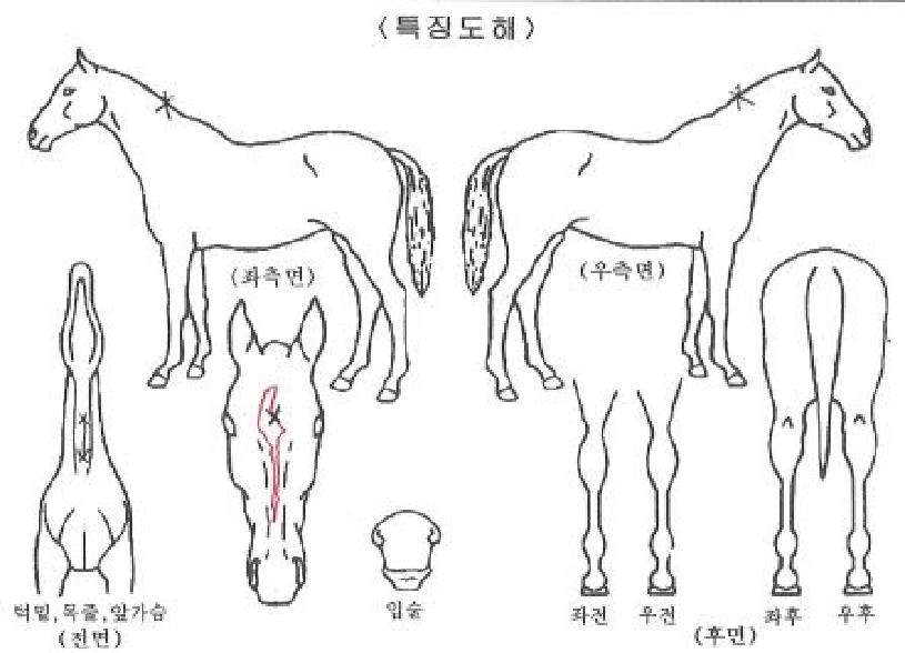 ��ƼǮ��Ʈ�ڸ��� ����,���,�޸�,�λ�,�ٸ��� Ư¡����