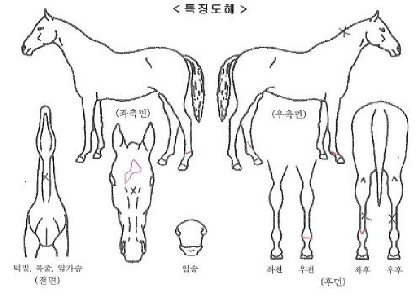 ��������� ����,���,�޸�,�λ�,�ٸ��� Ư¡����