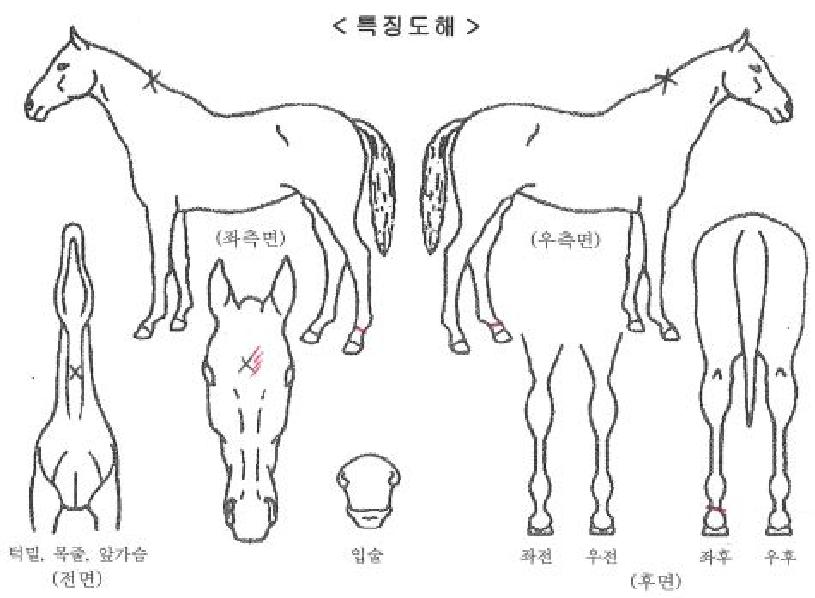 ��翥���̾��� ����,���,�޸�,�λ�,�ٸ��� Ư¡����