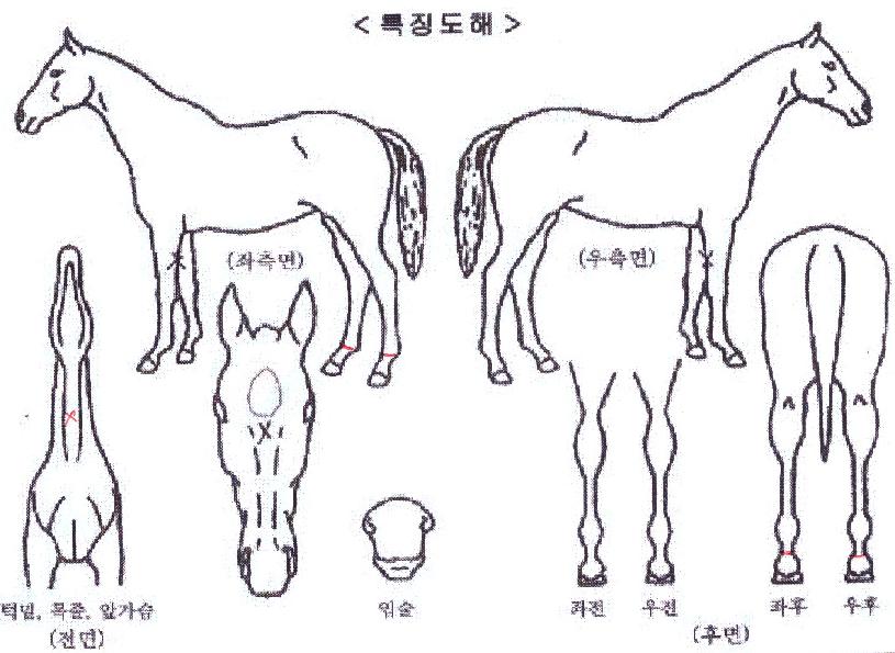 ���ѳ������� ����,���,�޸�,�λ�,�ٸ��� Ư¡����