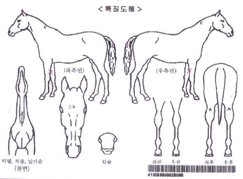 ºê¸®µµ»ï¼ÕÀÇ Ãø¸é,¿ì¸é,µÞ¸é,µÎ»ó,´Ù¸®ÀÇ Æ¯Â¡µµÇØ