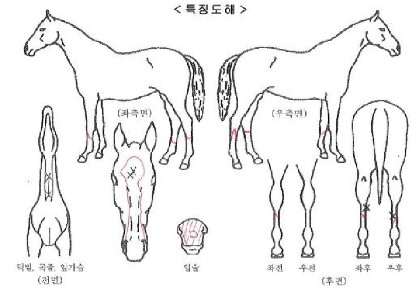 �ִ����� ����,���,�޸�,�λ�,�ٸ��� Ư¡����