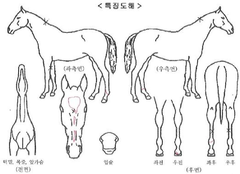 �������ູ�ڸ��� ����,���,�޸�,�λ�,�ٸ��� Ư¡����