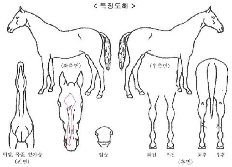 �ǵ������ ����,���,�޸�,�λ�,�ٸ��� Ư¡����