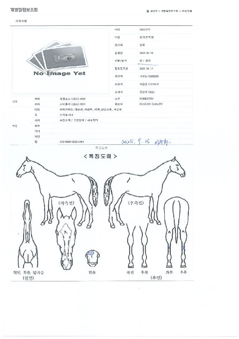 ºê¶ó¿îÀèÆÌÀÇ Ãø¸é,¿ì¸é,µÞ¸é,µÎ»ó,´Ù¸®ÀÇ Æ¯Â¡µµÇØ