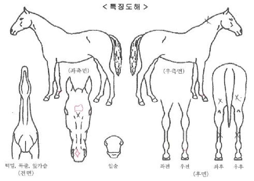 ��Ʈ������ ����,���,�޸�,�λ�,�ٸ��� Ư¡����