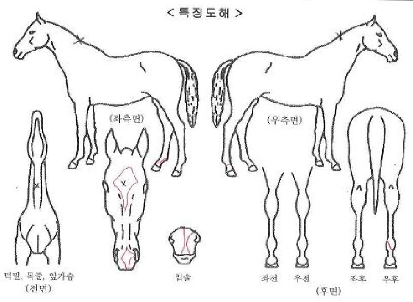 Äý¿ÀºêŸÀ̰ÅÀÇ Ãø¸é,¿ì¸é,µÞ¸é,µÎ»ó,´Ù¸®ÀÇ Æ¯Â¡µµÇØ