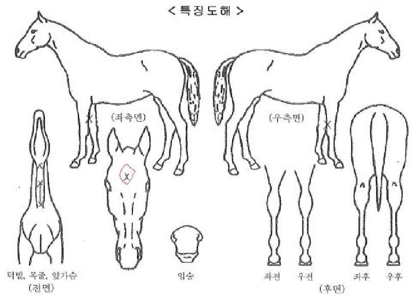 ��ũ���̵��ڸ��� ����,���,�޸�,�λ�,�ٸ��� Ư¡����