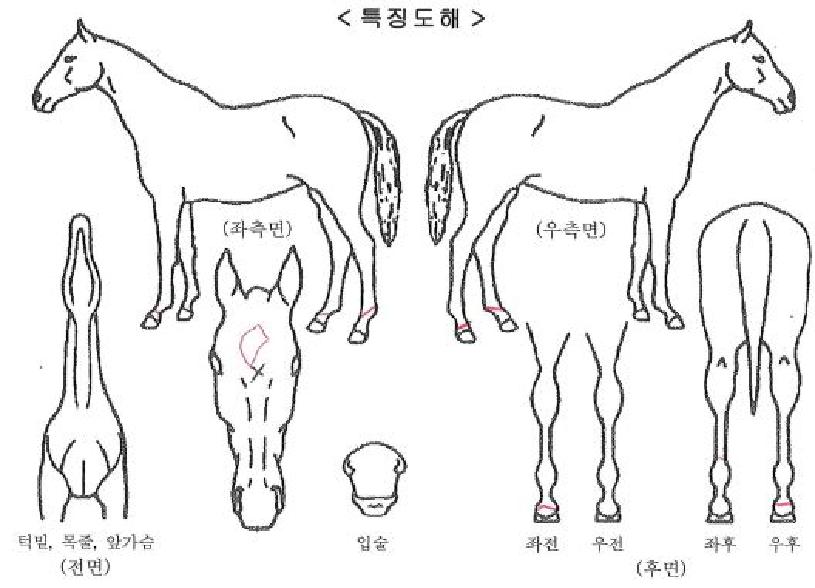 �Ǻ񽽸��ڸ��� ����,���,�޸�,�λ�,�ٸ��� Ư¡����