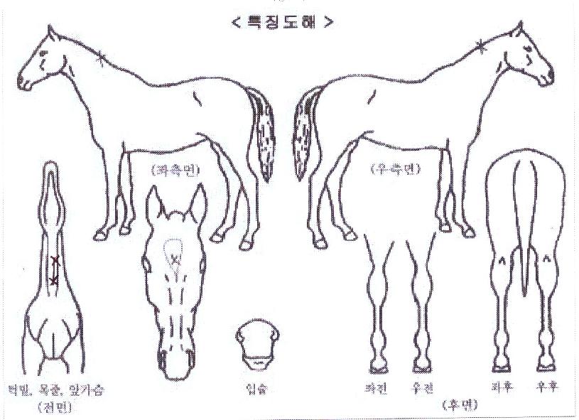 ºñÄÉÀÌÇÏÀ̾îÀÇ Ãø¸é,¿ì¸é,µÞ¸é,µÎ»ó,´Ù¸®ÀÇ Æ¯Â¡µµÇØ