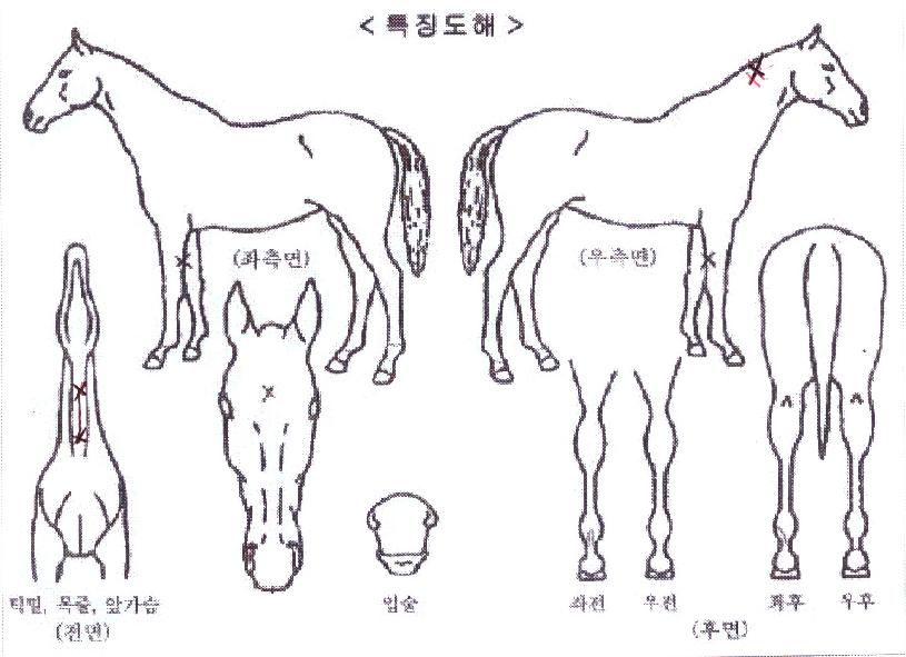 ¿ùµåÆÄÀÌÅ͸ÇÀÇ Ãø¸é,¿ì¸é,µÞ¸é,µÎ»ó,´Ù¸®ÀÇ Æ¯Â¡µµÇØ
