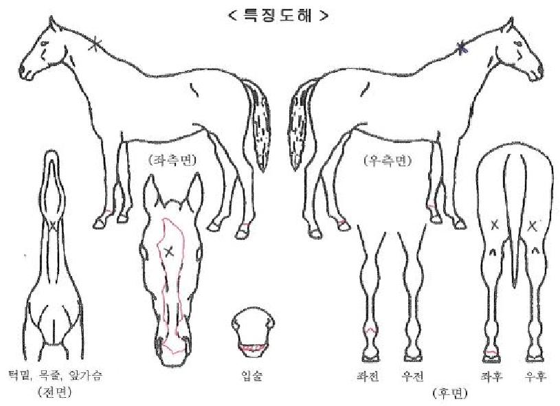 ������ ����,���,�޸�,�λ�,�ٸ��� Ư¡����