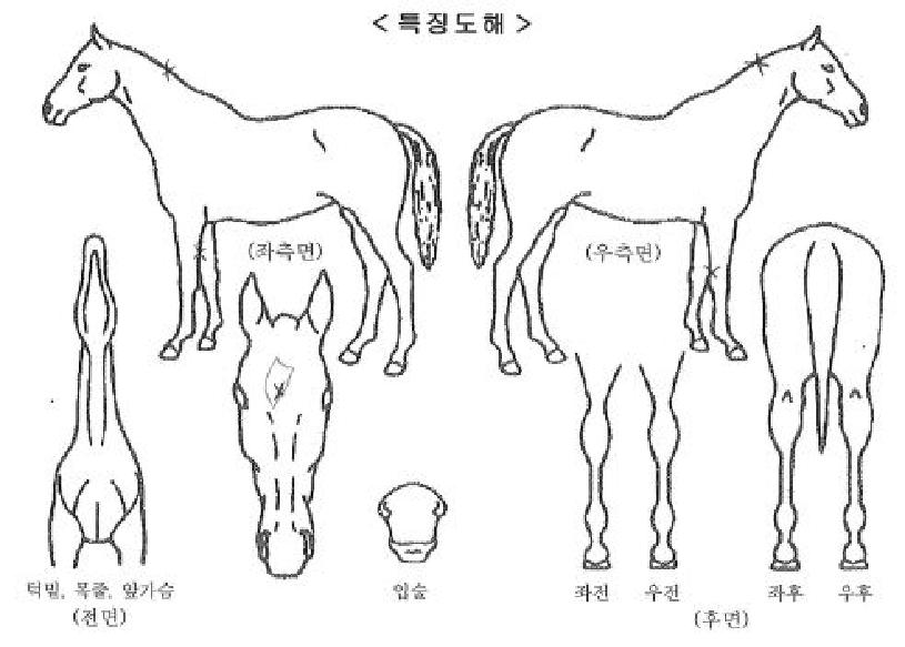 �����Ĺ�� ����,���,�޸�,�λ�,�ٸ��� Ư¡����