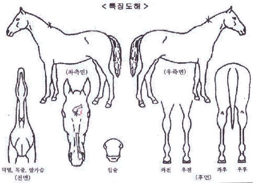 ¿À¾Æ½Ã½ºÅ·´ýÀÇ Ãø¸é,¿ì¸é,µÞ¸é,µÎ»ó,´Ù¸®ÀÇ Æ¯Â¡µµÇØ